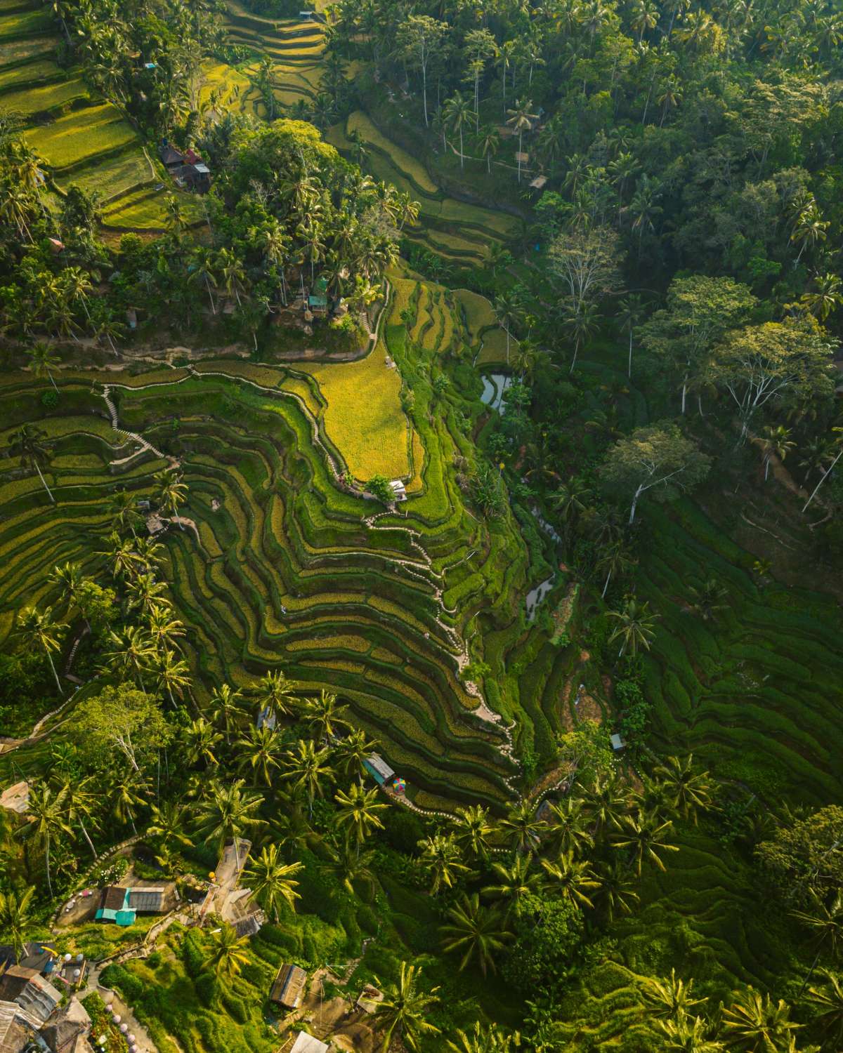 aerial-shot-rice-hills-surrounded-by-greens-trees